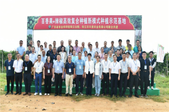 百香果 辣椒(圣女果)果菜高效复合种植模式获行业专家认可