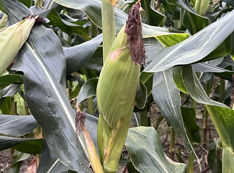 山西省发布4项农机类农业生产主推技术